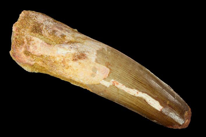 Spinosaurus Tooth - Real Dinosaur Tooth #153444
